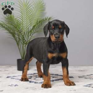 Skye, Doberman Pinscher Puppy